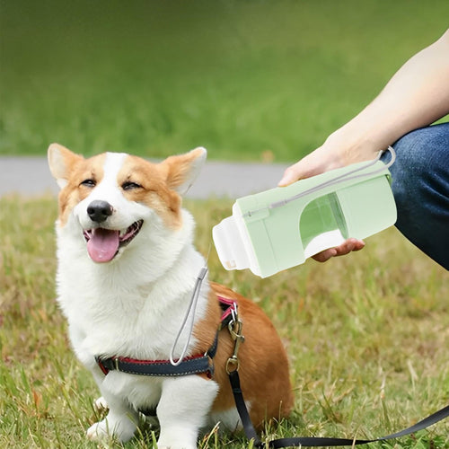 Owner offering the green ROAM Bottle to a corgi on the grass