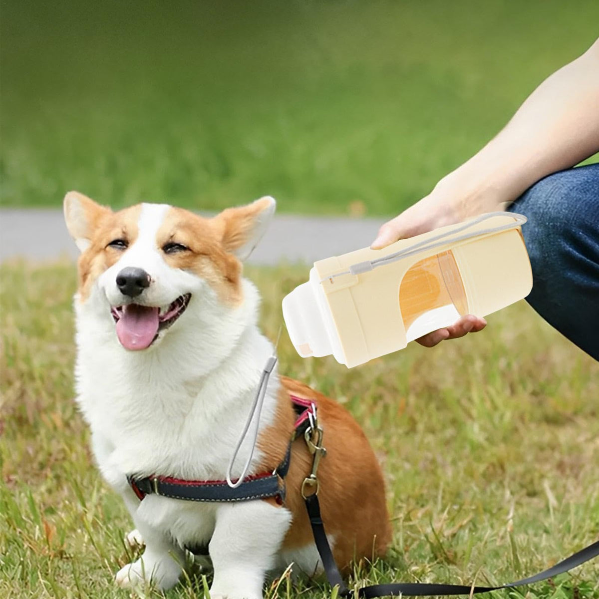 Corgi on a walk waiting for a drink from the yellow ROAM Bottle